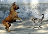 Fight or flight overlevingsstrategie